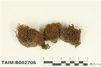 藏品(扭口苔屬)的圖片
